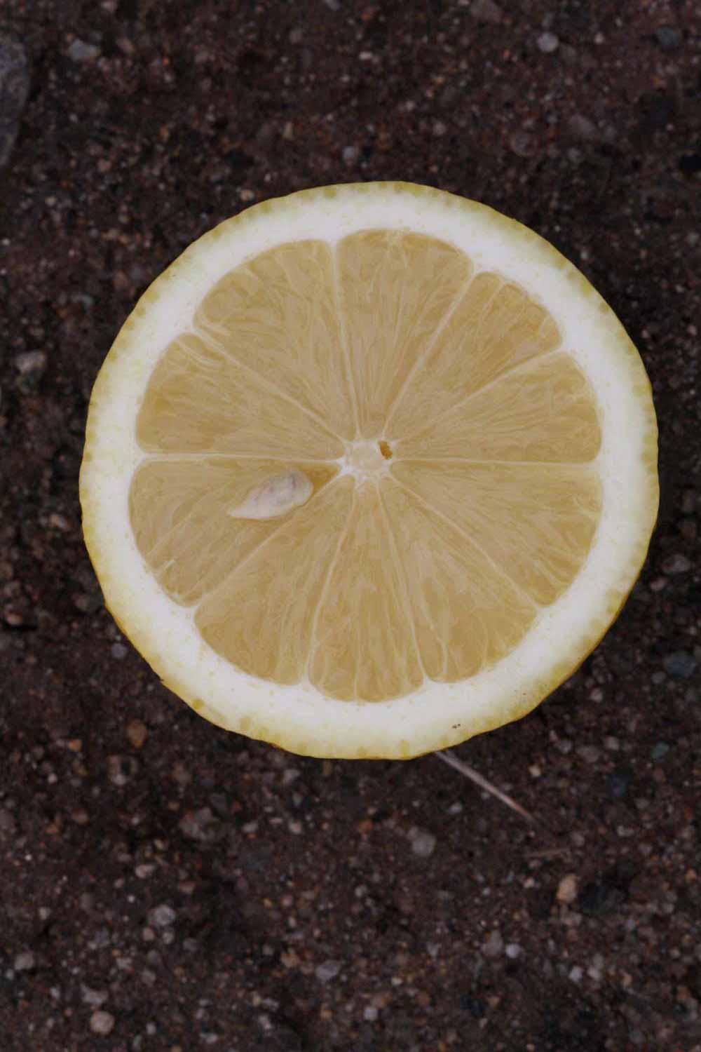            Fruit cross-section (Riverside, CA)   